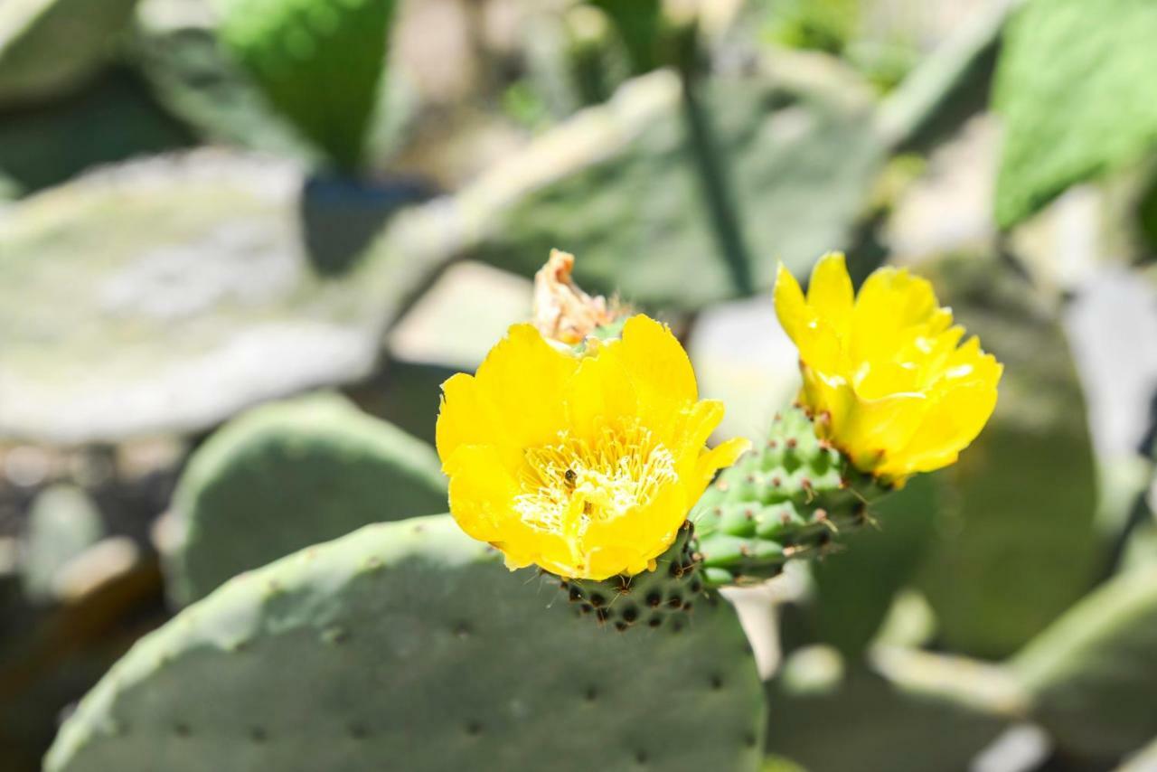 Jardinu Vendégház Noto Kültér fotó
